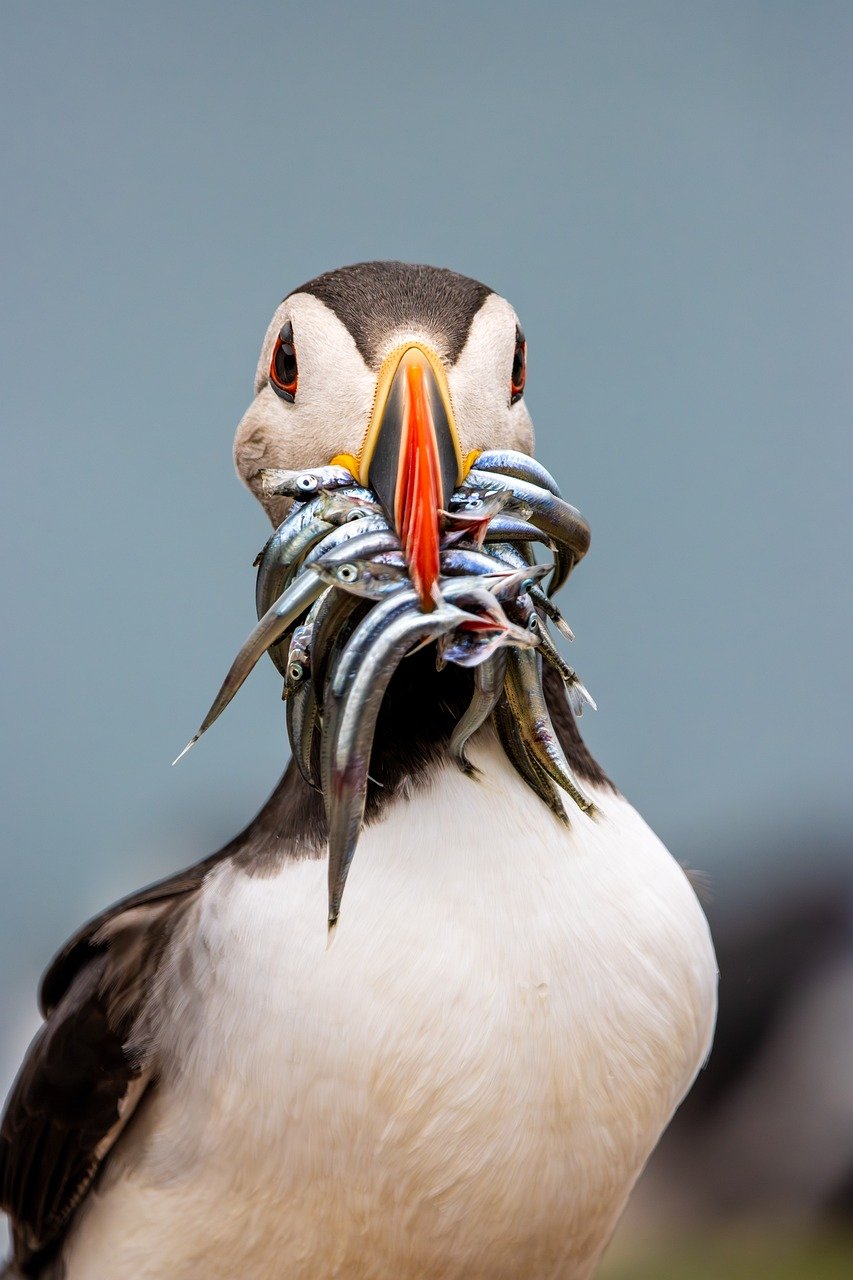 découvrez tout sur la franchise saw : films emblématiques, intrigue captivante et conseils pour bien choisir votre scie.