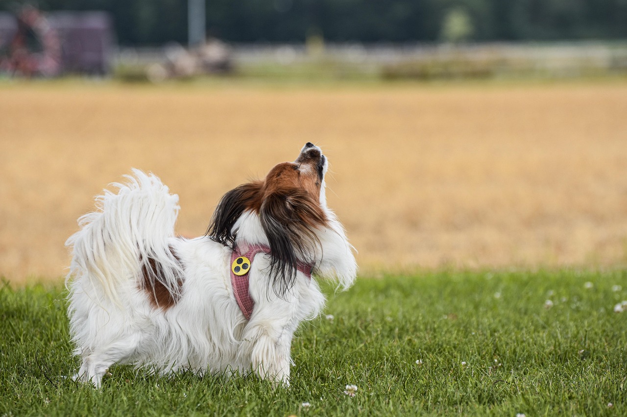 service professionnel d'installation de stores sur mesure pour sublimer votre intérieur avec style et efficacité.